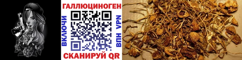 цены   Благовещенск  MEGA онион  Псилоцибиновые грибы Cubensis 